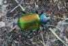 Calosoma sycophanta